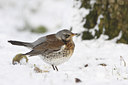 BUITEN BEELD Foto: 84043