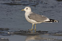 BUITEN BEELD Foto: 84103