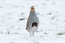 BUITEN BEELD Foto: 84141