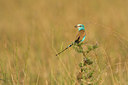 BUITEN BEELD Foto: 84178