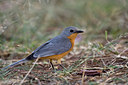 BUITEN BEELD Foto: 84184