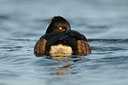 BUITEN BEELD Foto: 84360