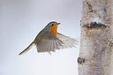BUITEN BEELD Foto: 84372