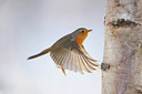 BUITEN BEELD Foto: 84373