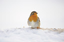 BUITEN BEELD Foto: 84375