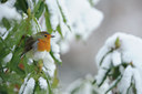 BUITEN BEELD Foto: 84376