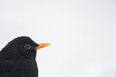 BUITEN BEELD Foto: 84384