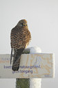 BUITEN BEELD Foto: 84386