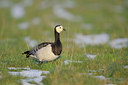 BUITEN BEELD Foto: 84409