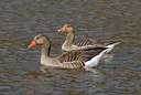 BUITEN BEELD Foto: 84423