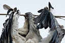 BUITEN BEELD Foto: 84452