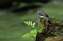 BUITEN BEELD Foto: 84457
