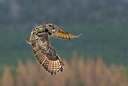 BUITEN BEELD Foto: 84468