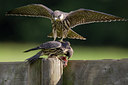 BUITEN BEELD Foto: 84478
