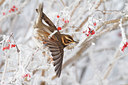 BUITEN BEELD Foto: 84506
