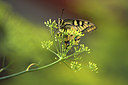 BUITEN BEELD Foto: 84527
