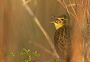 BUITEN BEELD Foto: 84621