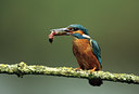 BUITEN BEELD Foto: 84640