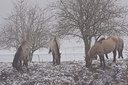 BUITEN BEELD Foto: 84650