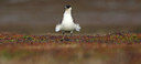 BUITEN BEELD Foto: 84704