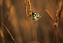 BUITEN BEELD Foto: 84707