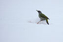 BUITEN BEELD Foto: 84720