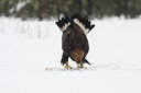 BUITEN BEELD Foto: 84737
