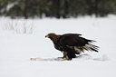 BUITEN BEELD Foto: 84738
