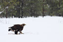 BUITEN BEELD Foto: 84740