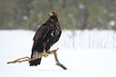 BUITEN BEELD Foto: 84744