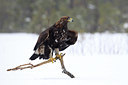 BUITEN BEELD Foto: 84750