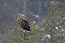 BUITEN BEELD Foto: 84752