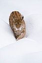BUITEN BEELD Foto: 84875