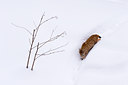 BUITEN BEELD Foto: 84882
