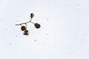 BUITEN BEELD Foto: 84893