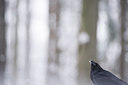 BUITEN BEELD Foto: 84949