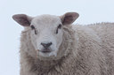 BUITEN BEELD Foto: 84969