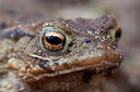 BUITEN BEELD Foto: 84996