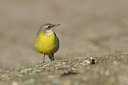 BUITEN BEELD Foto: 85023