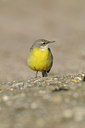 BUITEN BEELD Foto: 85024