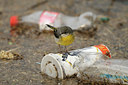BUITEN BEELD Foto: 85028