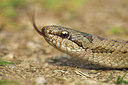 BUITEN BEELD Foto: 85077