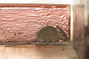 BUITEN BEELD Foto: 85079