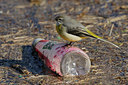 BUITEN BEELD Foto: 85098