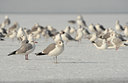 BUITEN BEELD Foto: 85117