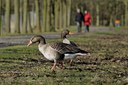 BUITEN BEELD Foto: 85191