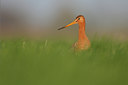 BUITEN BEELD Foto: 85224