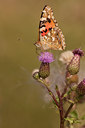 BUITEN BEELD Foto: 85262
