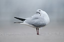 BUITEN BEELD Foto: 85281