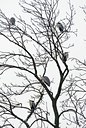 BUITEN BEELD Foto: 85451